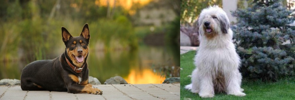 Mioritic Sheepdog vs Australian Kelpie - Breed Comparison