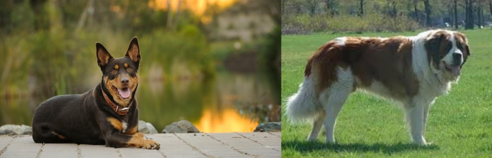 Moscow Watchdog vs Australian Kelpie - Breed Comparison
