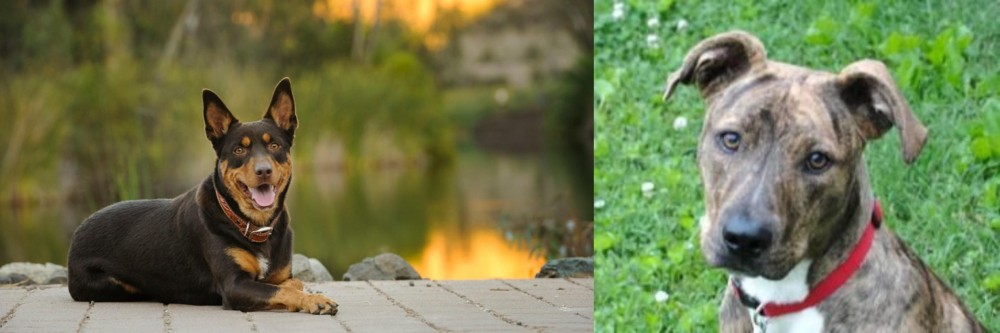 Mountain Cur vs Australian Kelpie - Breed Comparison