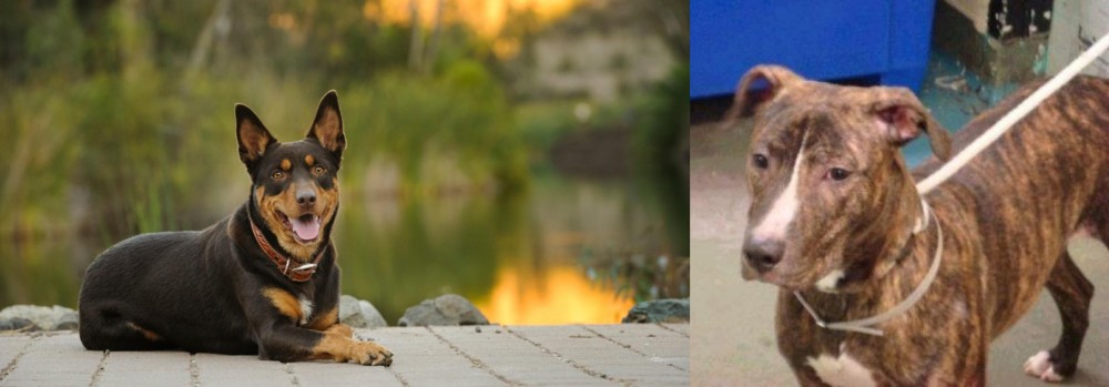 Mountain View Cur vs Australian Kelpie - Breed Comparison