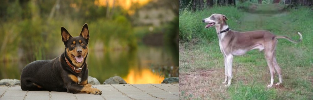 Mudhol Hound vs Australian Kelpie - Breed Comparison