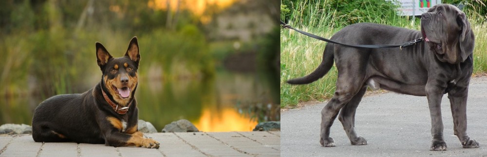 Neapolitan Mastiff vs Australian Kelpie - Breed Comparison