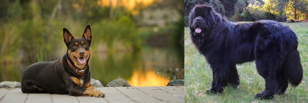Newfoundland Dog vs Australian Kelpie - Breed Comparison