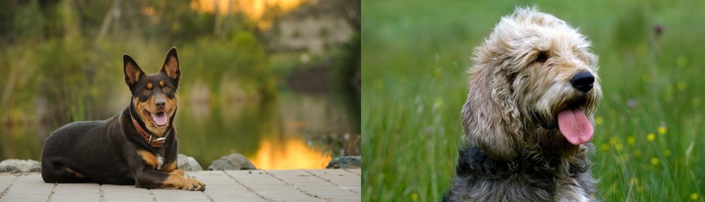 Otterhound vs Australian Kelpie - Breed Comparison