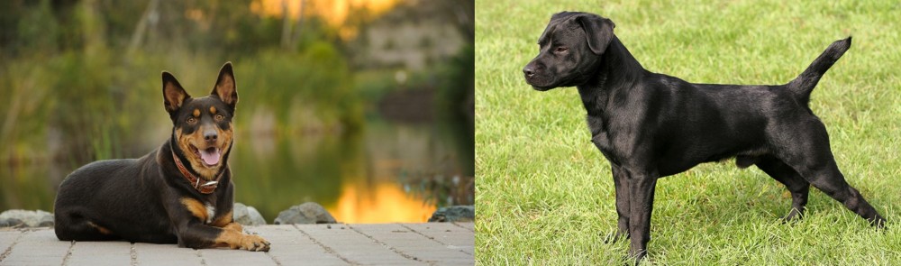 Patterdale Terrier vs Australian Kelpie - Breed Comparison