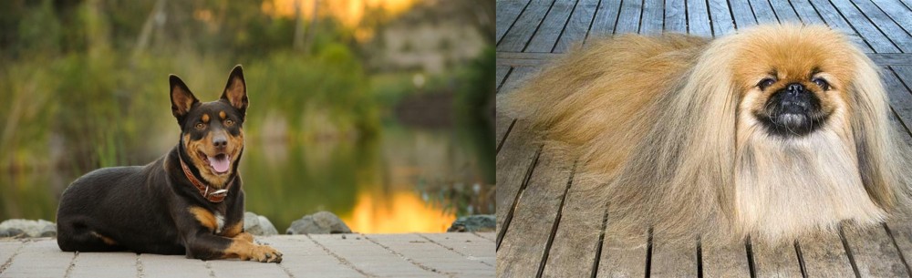 Pekingese vs Australian Kelpie - Breed Comparison