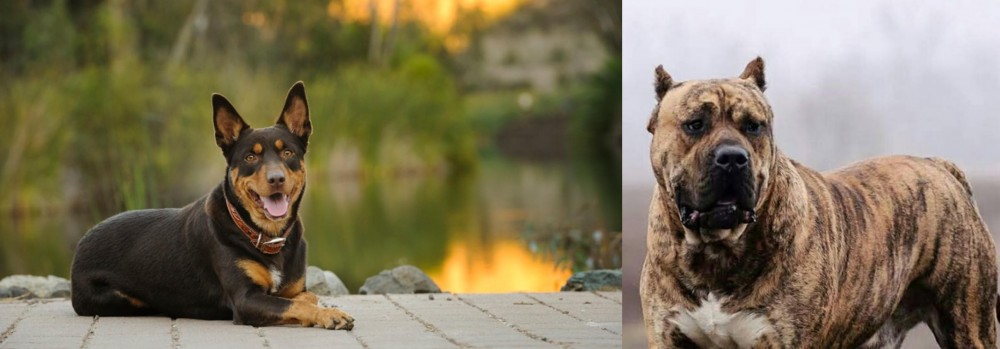 Perro de Presa Canario vs Australian Kelpie - Breed Comparison