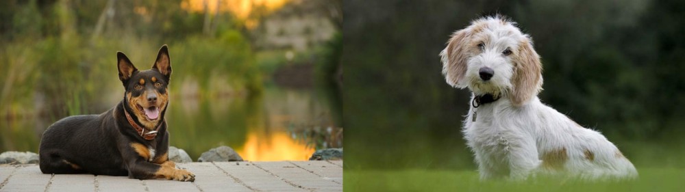 Petit Basset Griffon Vendeen vs Australian Kelpie - Breed Comparison