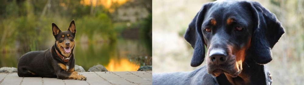 Polish Hunting Dog vs Australian Kelpie - Breed Comparison