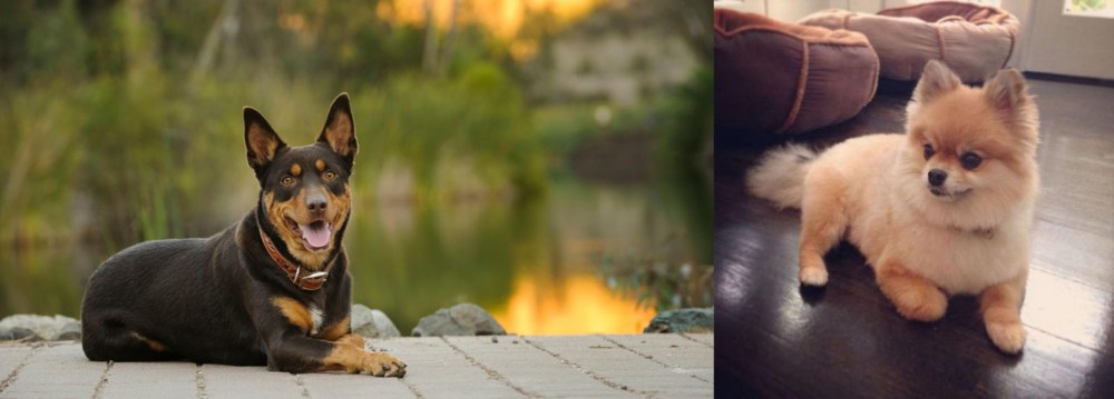 Pomeranian vs Australian Kelpie - Breed Comparison