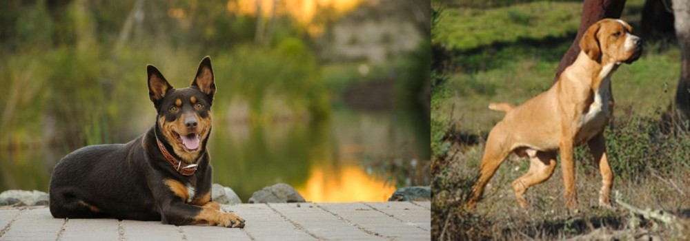 Portuguese Pointer vs Australian Kelpie - Breed Comparison