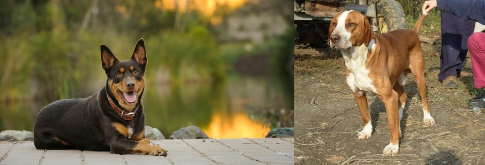 Posavac Hound vs Australian Kelpie - Breed Comparison