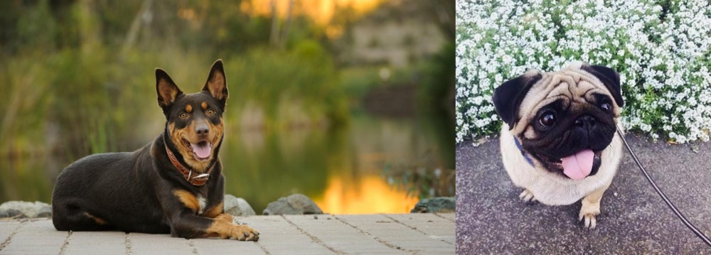 Pug vs Australian Kelpie - Breed Comparison