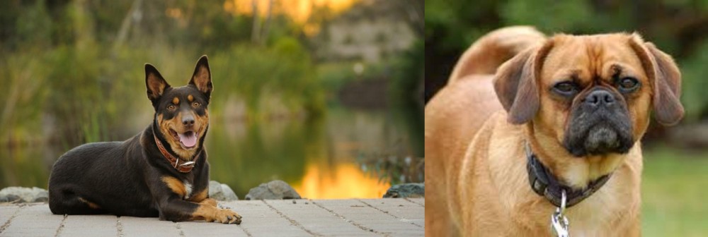 Pugalier vs Australian Kelpie - Breed Comparison