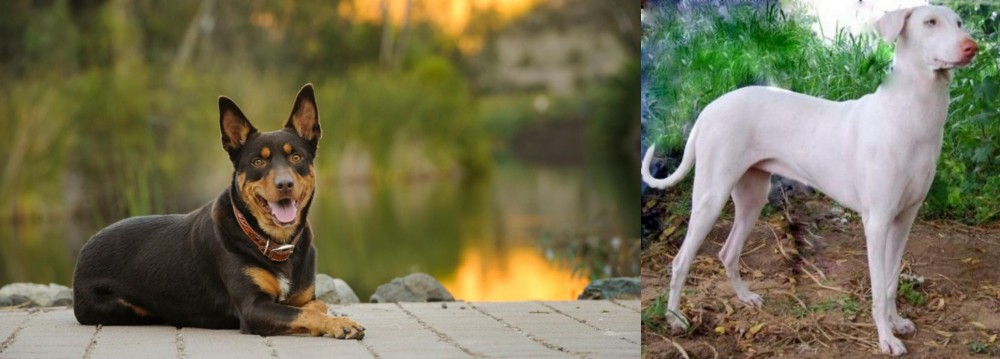 Rajapalayam vs Australian Kelpie - Breed Comparison