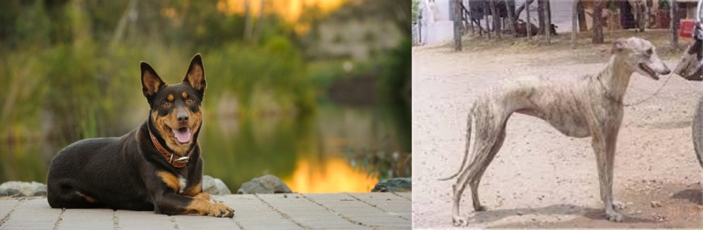 Rampur Greyhound vs Australian Kelpie - Breed Comparison