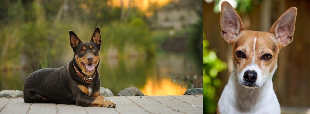 Rat Terrier vs Australian Kelpie - Breed Comparison