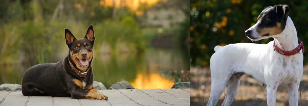 Ratonero Bodeguero Andaluz vs Australian Kelpie - Breed Comparison