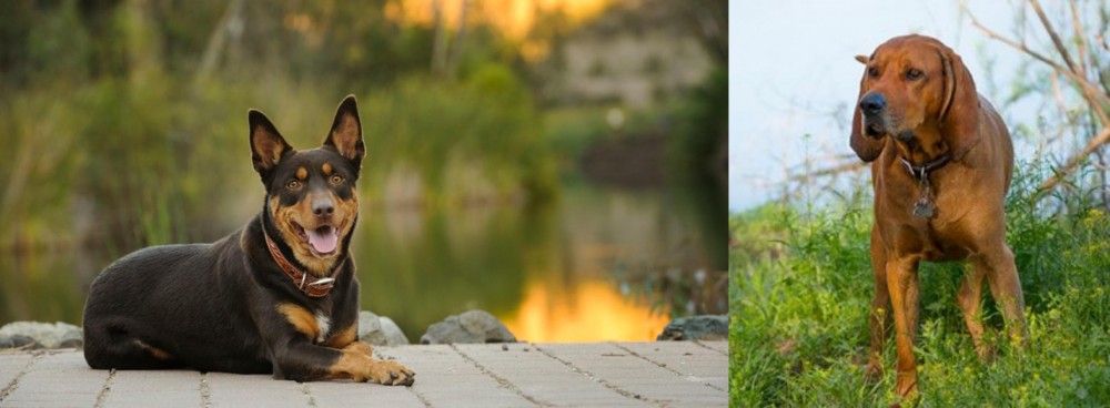 Redbone Coonhound vs Australian Kelpie - Breed Comparison