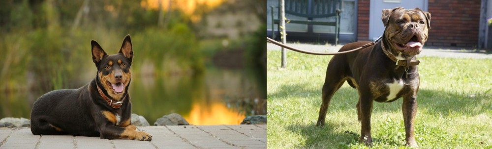Renascence Bulldogge vs Australian Kelpie - Breed Comparison