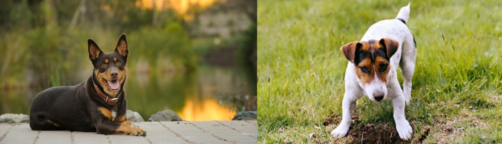 Russell Terrier vs Australian Kelpie - Breed Comparison