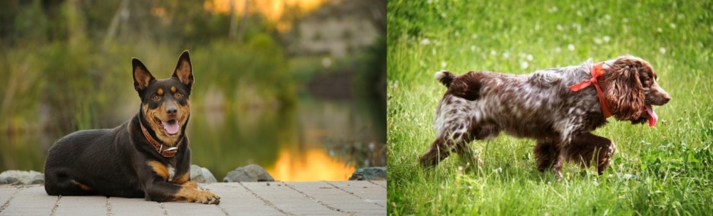 Russian Spaniel vs Australian Kelpie - Breed Comparison