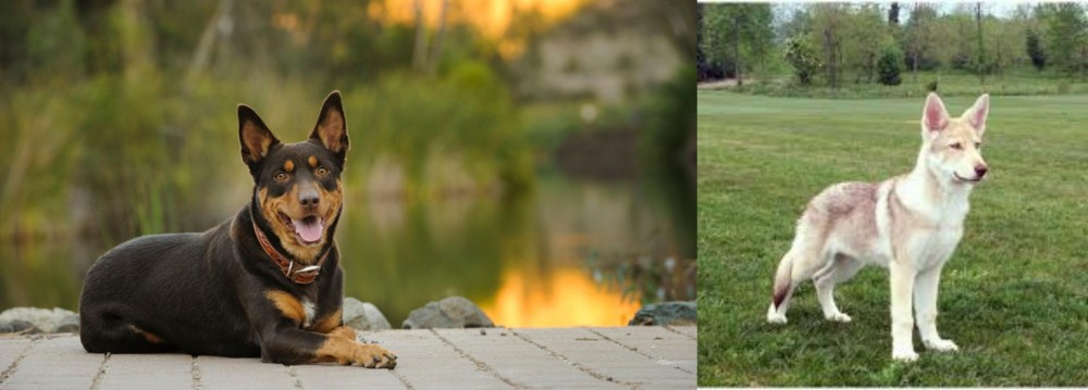 Saarlooswolfhond vs Australian Kelpie - Breed Comparison