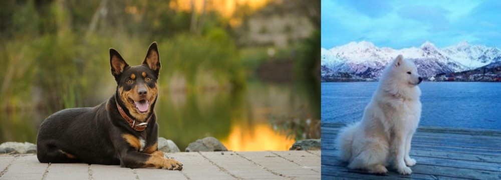 Samoyed vs Australian Kelpie - Breed Comparison