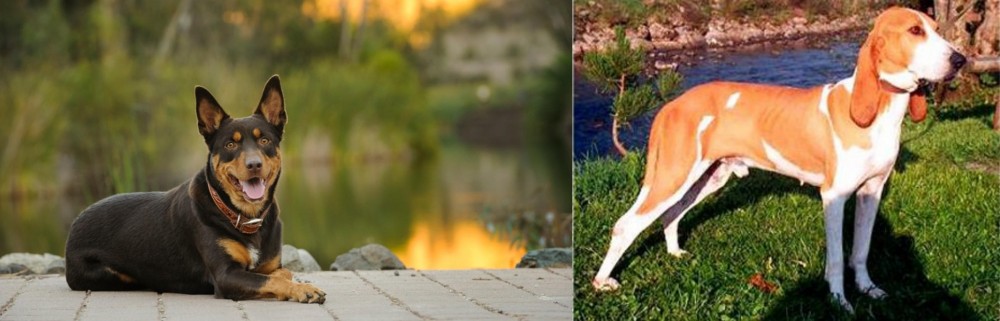 Schweizer Laufhund vs Australian Kelpie - Breed Comparison