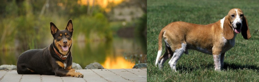 Schweizer Niederlaufhund vs Australian Kelpie - Breed Comparison