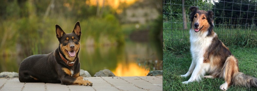 Scotch Collie vs Australian Kelpie - Breed Comparison