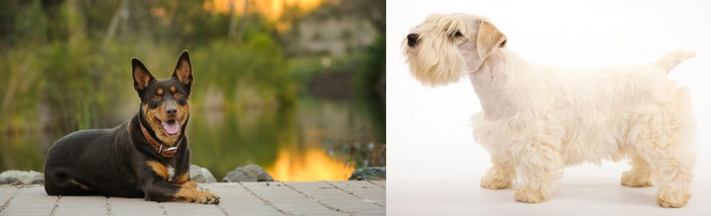 Sealyham Terrier vs Australian Kelpie - Breed Comparison