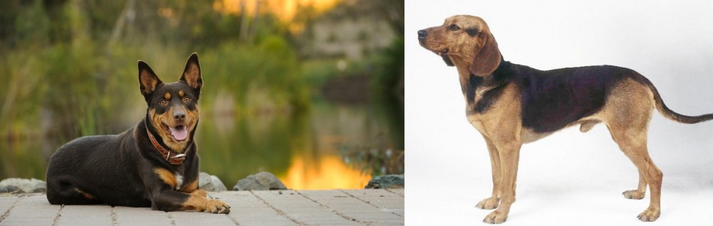 Serbian Hound vs Australian Kelpie - Breed Comparison