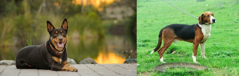 Serbian Tricolour Hound vs Australian Kelpie - Breed Comparison