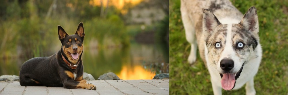 Shepherd Husky vs Australian Kelpie - Breed Comparison