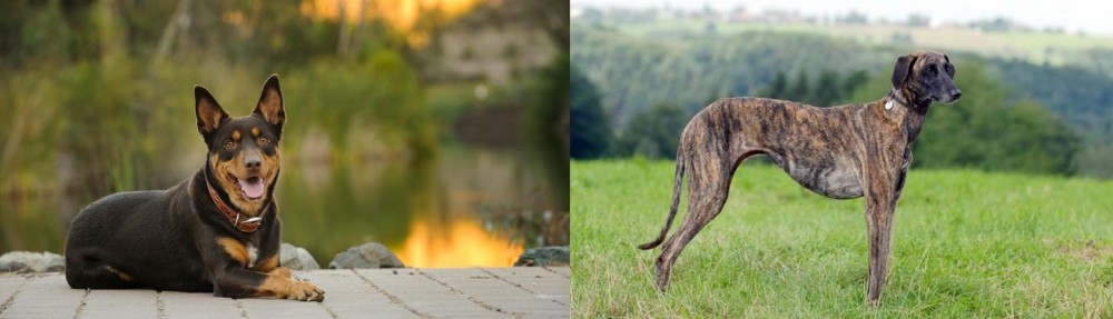 Sloughi vs Australian Kelpie - Breed Comparison