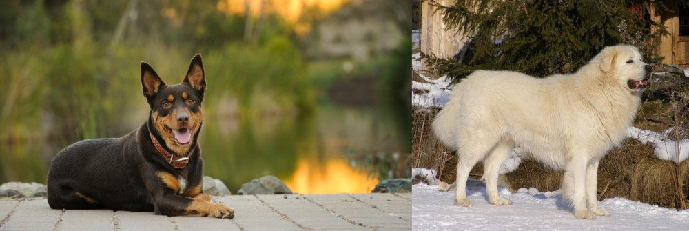 Slovak Cuvac vs Australian Kelpie - Breed Comparison