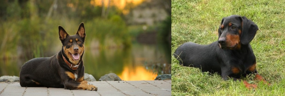 Slovakian Hound vs Australian Kelpie - Breed Comparison