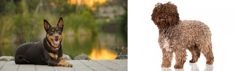 Spanish Water Dog vs Australian Kelpie - Breed Comparison