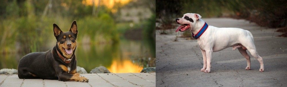 Staffordshire Bull Terrier vs Australian Kelpie - Breed Comparison