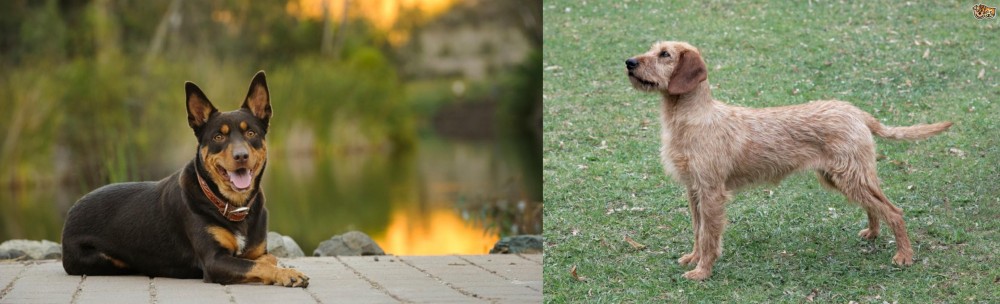 Styrian Coarse Haired Hound vs Australian Kelpie - Breed Comparison