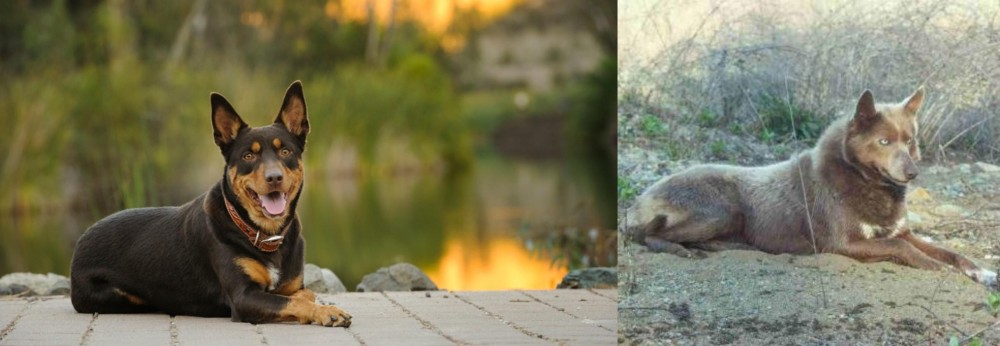 Tahltan Bear Dog vs Australian Kelpie - Breed Comparison