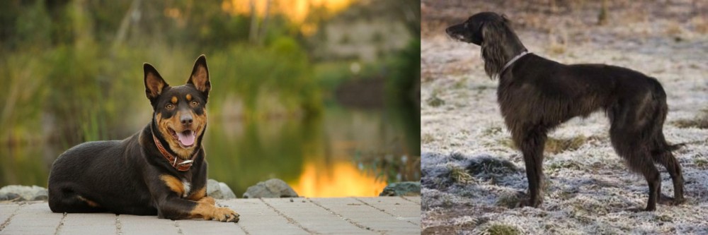 Taigan vs Australian Kelpie - Breed Comparison
