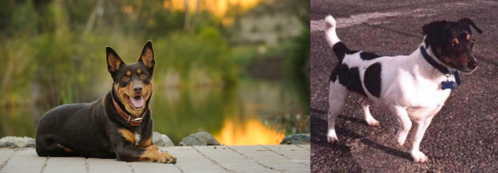 Teddy Roosevelt Terrier vs Australian Kelpie - Breed Comparison