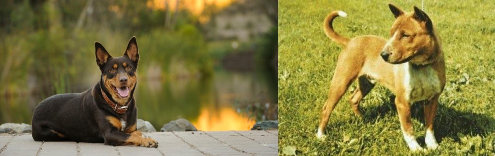 Telomian vs Australian Kelpie - Breed Comparison