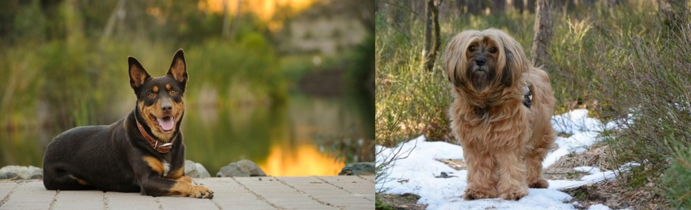 Tibetan Terrier vs Australian Kelpie - Breed Comparison