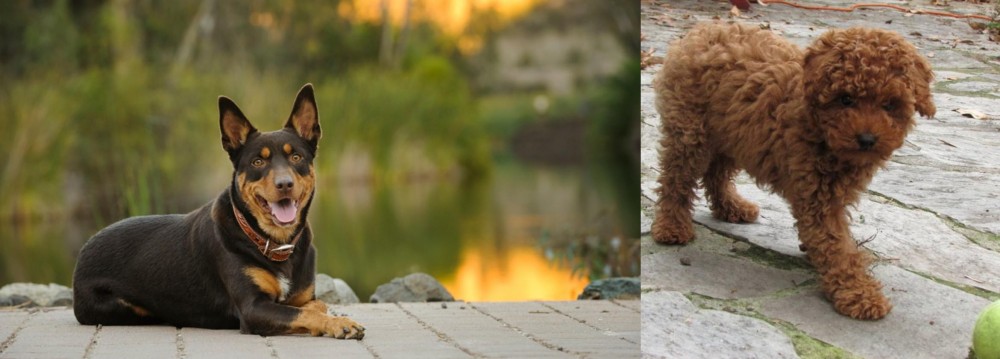 Toy Poodle vs Australian Kelpie - Breed Comparison