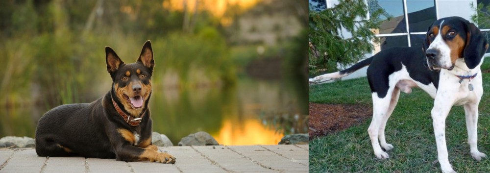Treeing Walker Coonhound vs Australian Kelpie - Breed Comparison