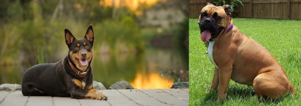 Valley Bulldog vs Australian Kelpie - Breed Comparison