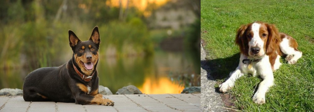 Welsh Springer Spaniel vs Australian Kelpie - Breed Comparison